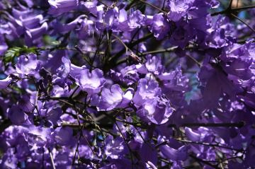 ２ジャカランダ