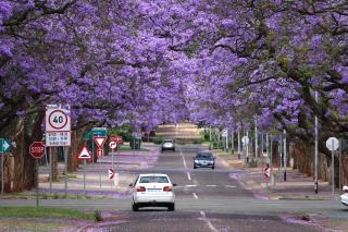 ３ジャカランダ並木