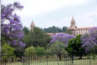 ４ジャカランダ並木