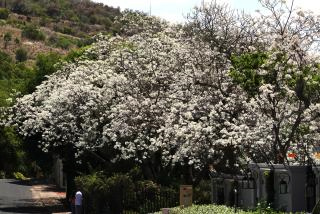 ５ホワイトジャカランダ