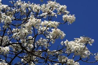 ６ホワイトジャカランダ