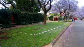 ９ジャカランダ問題