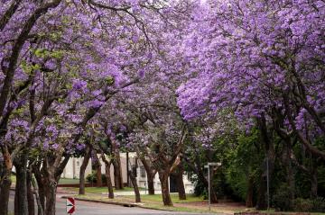 ２ジャカランダ並木