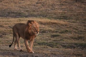 ２ツァボのライオン
