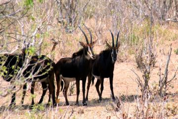 ４セーブルアンテロープ