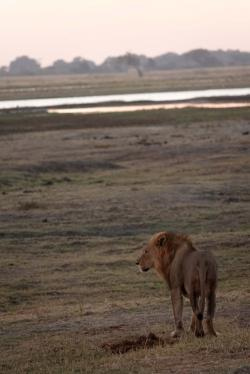 ５明け方のライオン