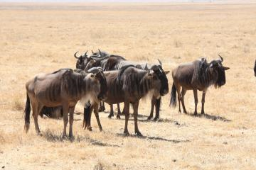 ヌーが好き 特にケニアのヌー 武田ちょっこ 特派員ブログ トラベルコ