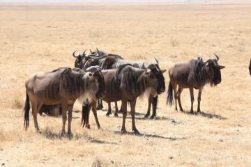 ヌーが好き！ 特にケニアのヌー | 武田ちょっこさんの旅行ブログ