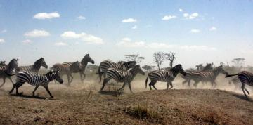 ２シマウマの大群