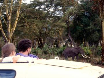 ４クレーターの森