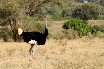２ソマリダチョウ