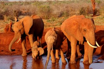 ３ツァボの赤ゾウ