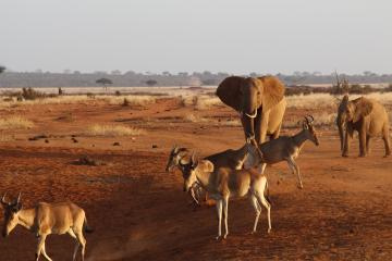 ４ツァボ国立公園