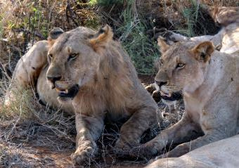 ６ツァボのライオン