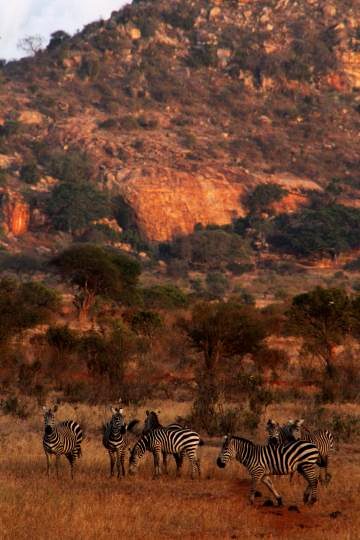 ７ツァボ国立公園
