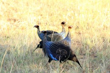 10ホロホロチョウ