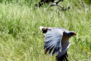 11ウタオオタカ