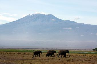 2キリマンジャロとぞう