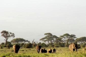3アンボセリとゾウ