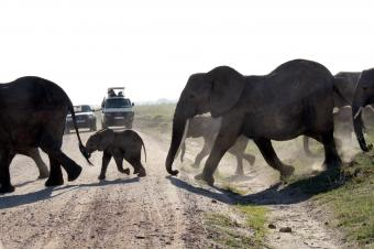 4ゾウの行進