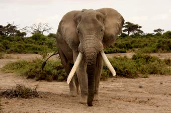 9アンボセリのゾウ