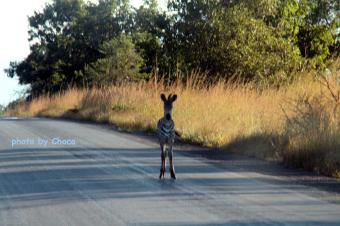 ３シマウマ横断中