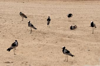 ４シロクロゲリ