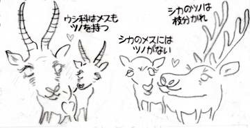 ４シカとウシの違い