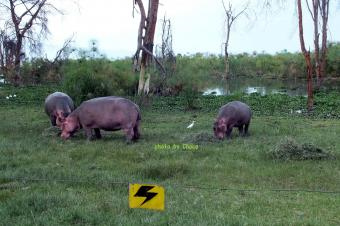 ３ナイバシャ湖のカバ