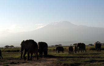 ２アンボセリのゾウ