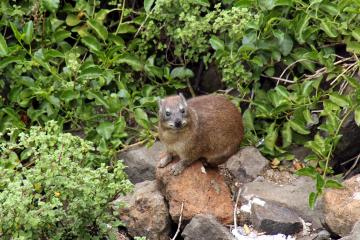 ４ハイラックス