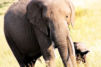 ２ゾウの親子