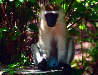 3サバンナモンキー