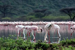 ６フラミンゴ