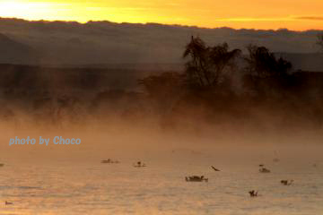 3早朝ボートサファリ