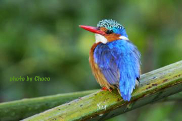 ７カンムリカワセミ