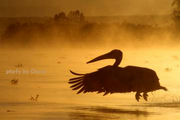 8早朝ボートサファリ