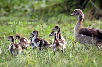 ３エジプトガン