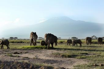 ５アフリカゾウ