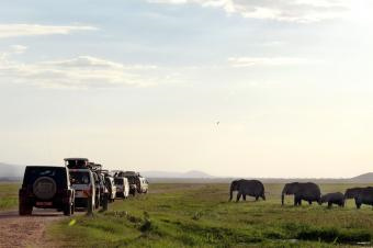 ７アフリカゾウ