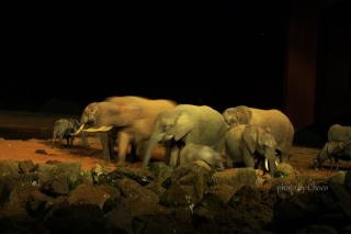 ２夜のアフリカゾウ