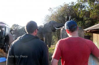 ７キャンプ場のゾウ