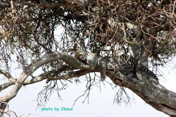 3樹上で寝るヒョウ