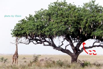 4ヒョウとキリン