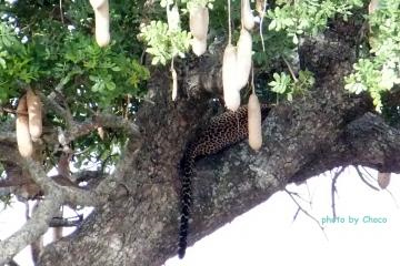 ５ヒョウのシッポ