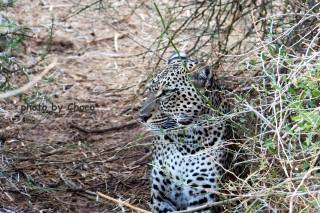 ６地上のヒョウ