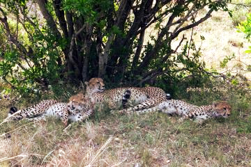 １マラのチーター