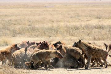 ４獲物に群がるハイエナ