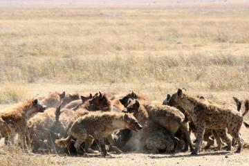 ライオンvsブチハイエナ 武田ちょっこさんの旅行ブログ トラベルコ