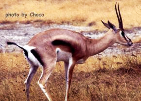 3グランツガゼル